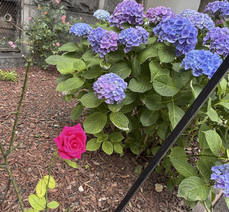 a bush of purple and indigo hydrangeas and a couple feet away is a sole, magenta rose