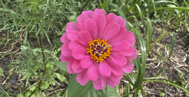 a pink zinnia flower in a shrubby area. its petals are hot pink and their center has little orange blooms circling little white tubes