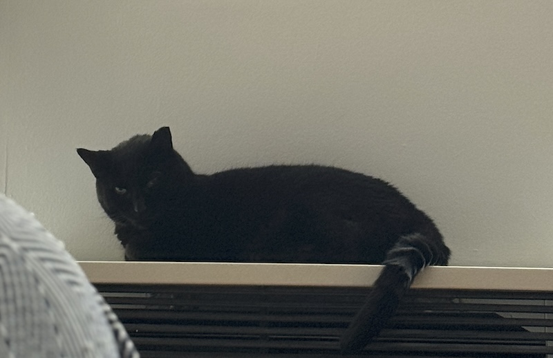 zoomed in photo of my black cat pumagreg staring at me from the heating unit he is laying on