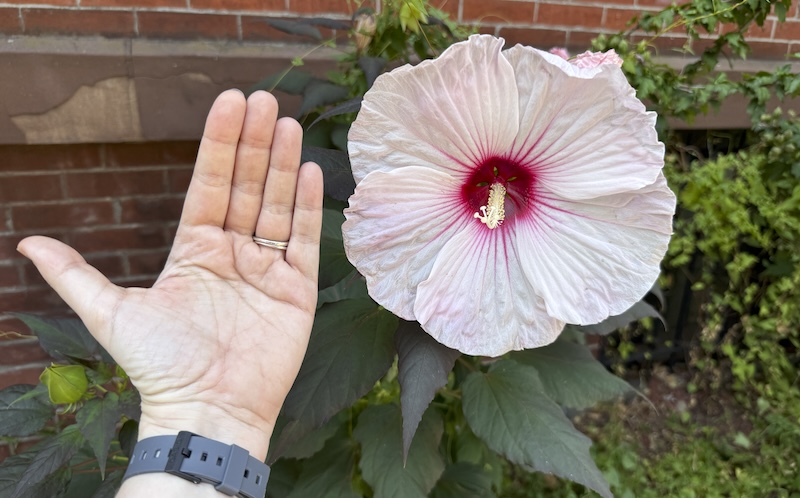 photo of a white with red center large hibiscus flower and my hand next to it to show it's a similar size