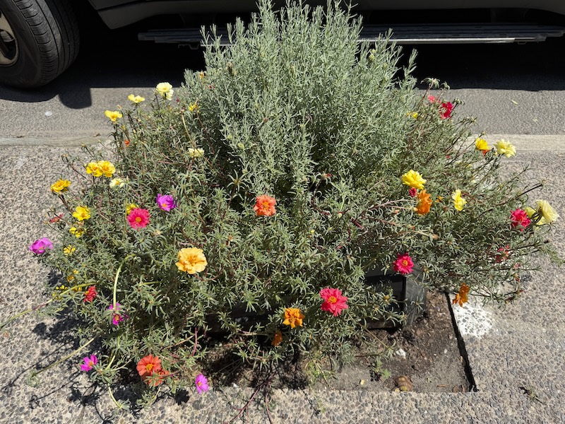 photo of a small plot of land on the sidewalk that has greens and different little flowers that plantnet identified as moss-rose