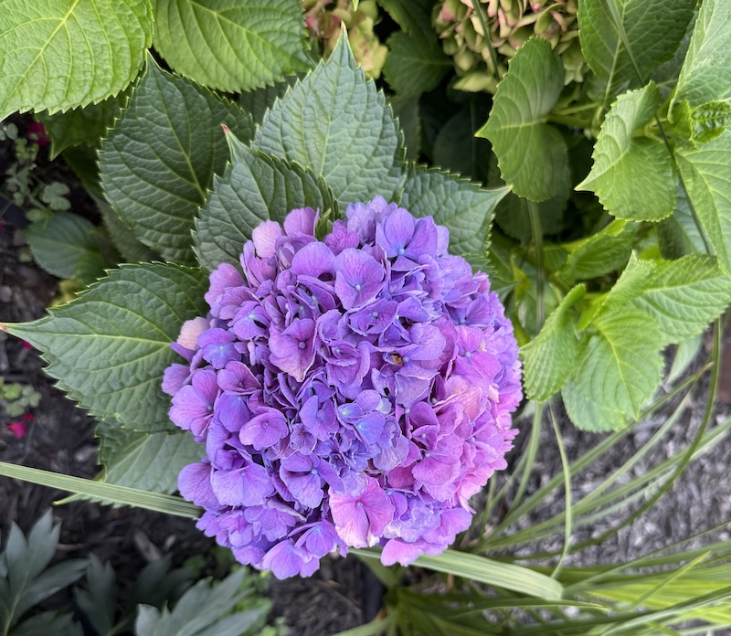 photo i took of a purple hydragea