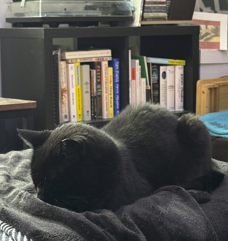 photo of my black cat, pumagreg, laying in full bread loaf mode on the couch