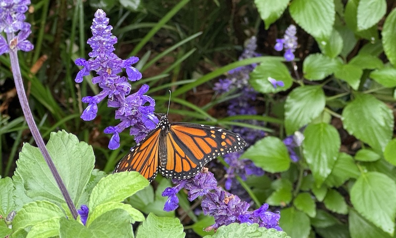 a monarch butterfly hanging out on some purple sage flowers
