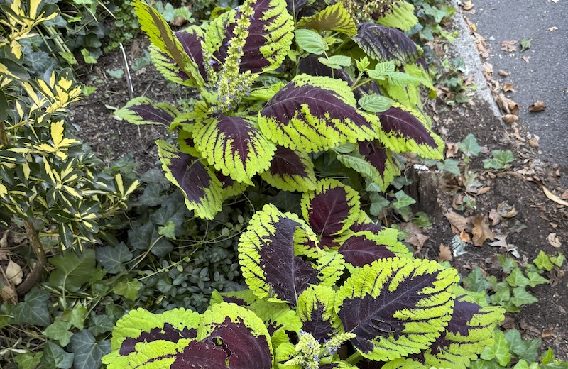 photo of a bunch of green leaves with dark maroon insides, a coleus plant i think?