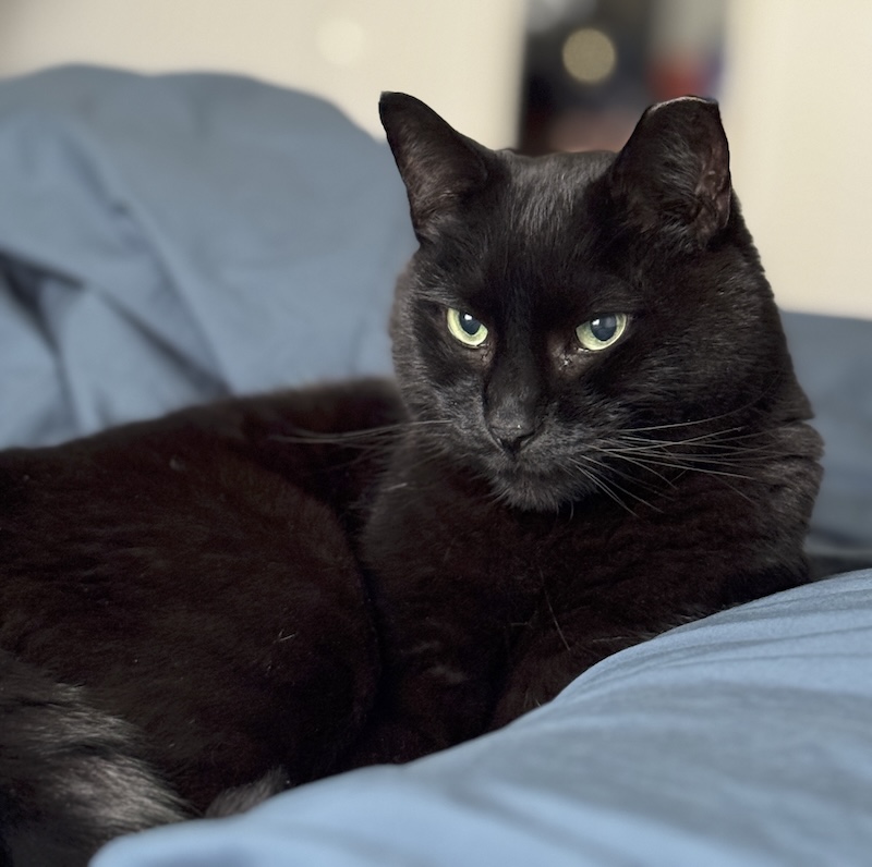 pumagreg portrait, where he's posing all cozy in bed