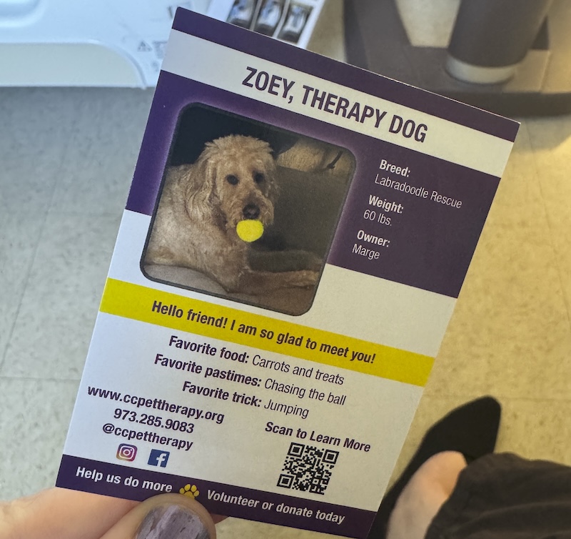 photo of my hand holding a therapy dog card for zoey, a labradoodle rescue that visited my dad in the hospital