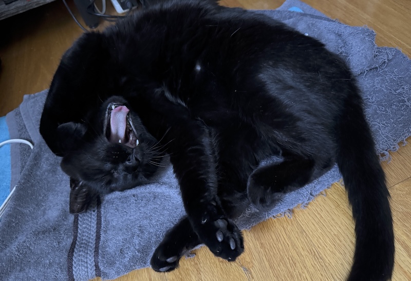 photo of puma curled up and out on his heating pad and yawning