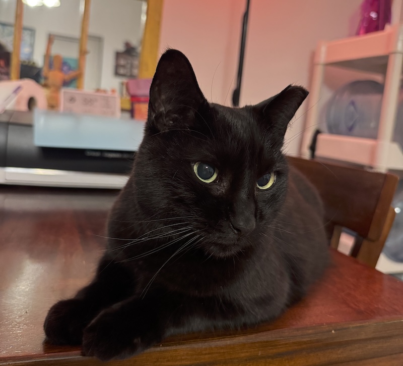 photo of my black cat pumagreg being very handsome laying on the table with his paws politely laid in front of him. 