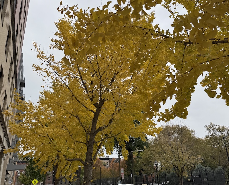 photo of the trees with yellow leaves in front of a gray, fall sky