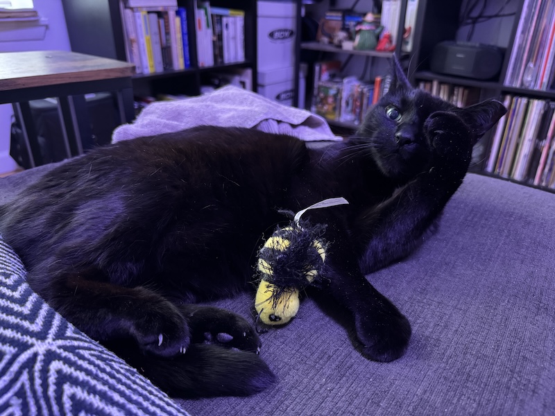 photo of my dusty black cat pumagreg on the couch near me playing with his little bee toy