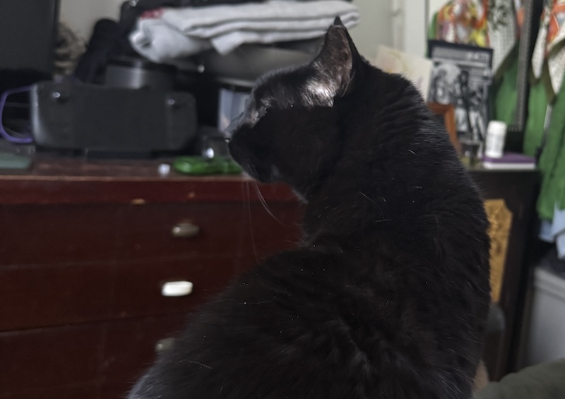 photo of my black cat pumagreg from behind him as he turns his head to the side, looking very handsome.