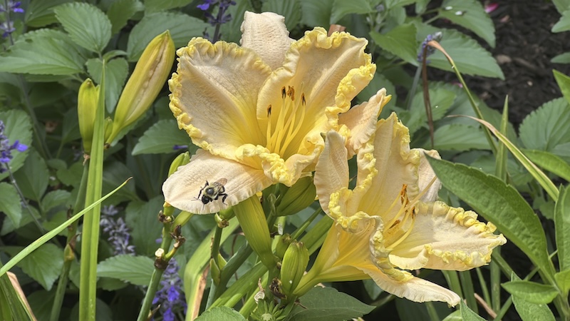 photo of yellow flowers with a bumble bee on one of them