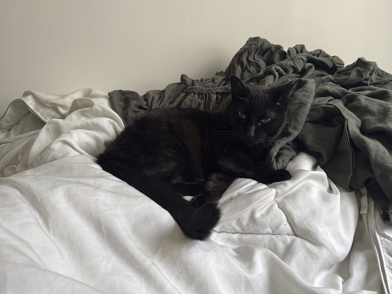 photo of my black cat pumagreg laying in a pile of freshly laundered bedding
