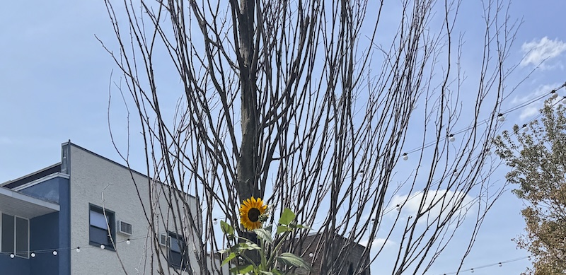 photo of a dead looking shrub downtown but a single sunflower head showing from the top of it
