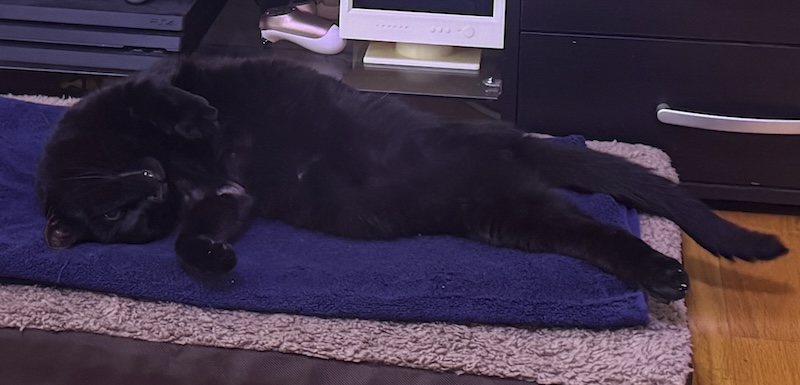 a photo of my black cat pumagreg laying out on a heating pad on his bed. he's so comfortable