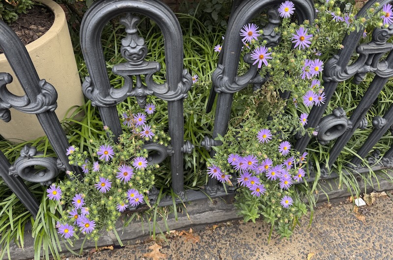 a photo of aromatic aster, an adorable cluster of little lavender daisy-like flowers with skinny petals, all peeking through a cast iron fence
