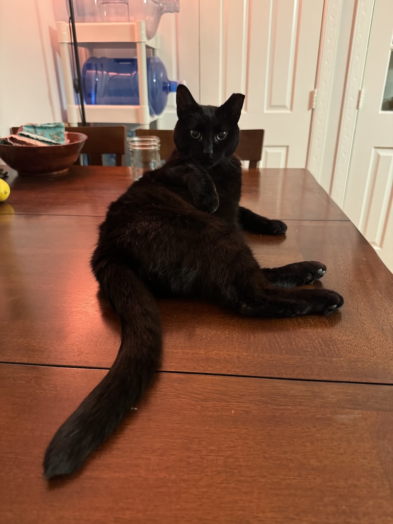 photo of my black cat pumagreg sitting on the table and looking at me like he owns the place