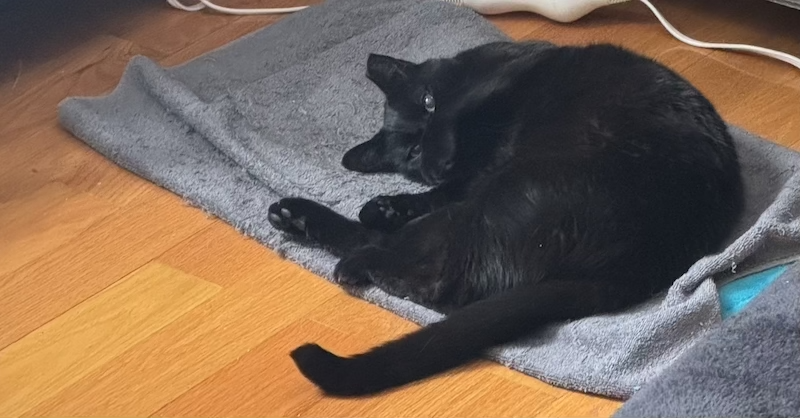 photo of pumagreg, my black cat, on his heating pad on the floor