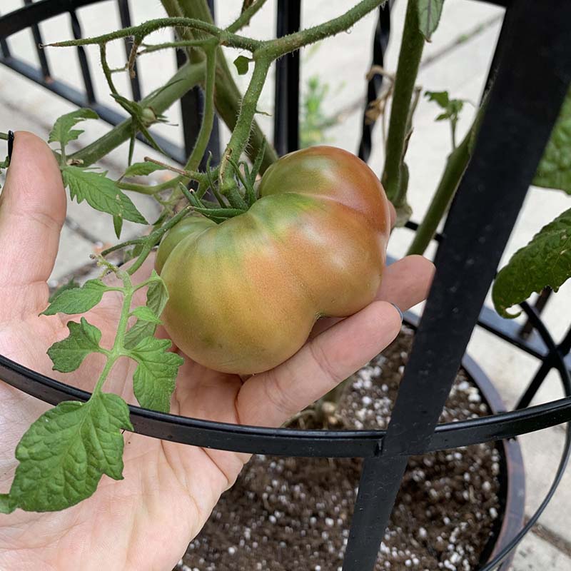 photo of me holding up a not-quite-ripe tomato on a plant